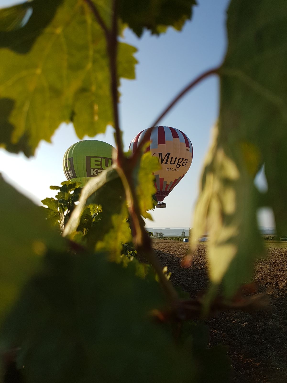 vuelo globo la rioja otoño vendimia entre hojas